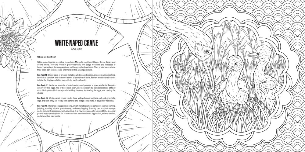 Black and white illustration of a white-naped crane with decorative elements and text.